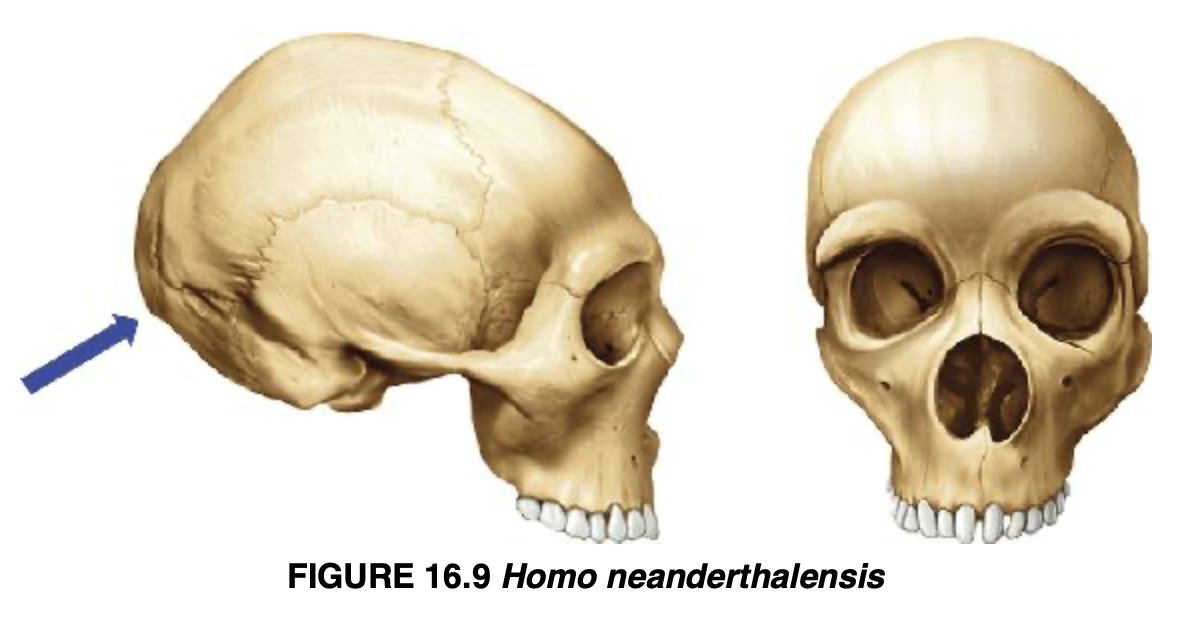 <p>Homo neanderthalensis</p>