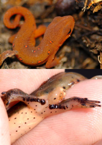 <p>East KS</p><p>No costal grooves</p><p>Belly yellow with small black spots throughout</p><p>Aquatic larvae - terrestrial juvenile - aquatic adult</p><p>Males broader tail fin</p><p>Non flowing waters</p>