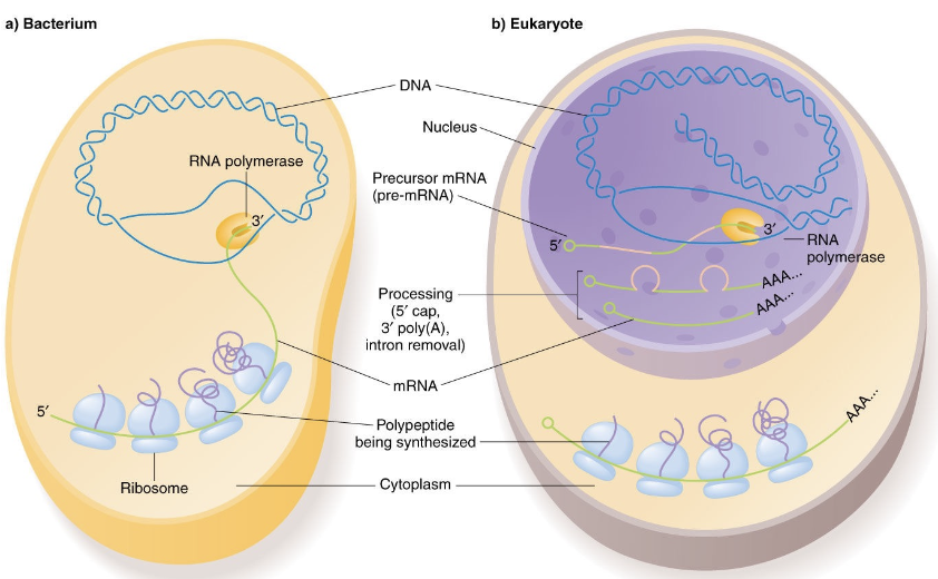 <ul><li><p><span>Transcription and translation occur simultaneously in prokaryotes (no membrane bound organelle of nucleus) but are spatially &amp; temporally separated in eukaryotes</span></p><p><span style="color: rgb(0, 112, 192);">(Lectures 2 &amp; 8, Topic 1)</span></p></li><li><p><span>Eukaryotic genes can include introns which are spliced out prior to translation</span></p></li></ul><p></p>