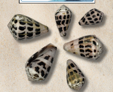 <p>no local name</p>