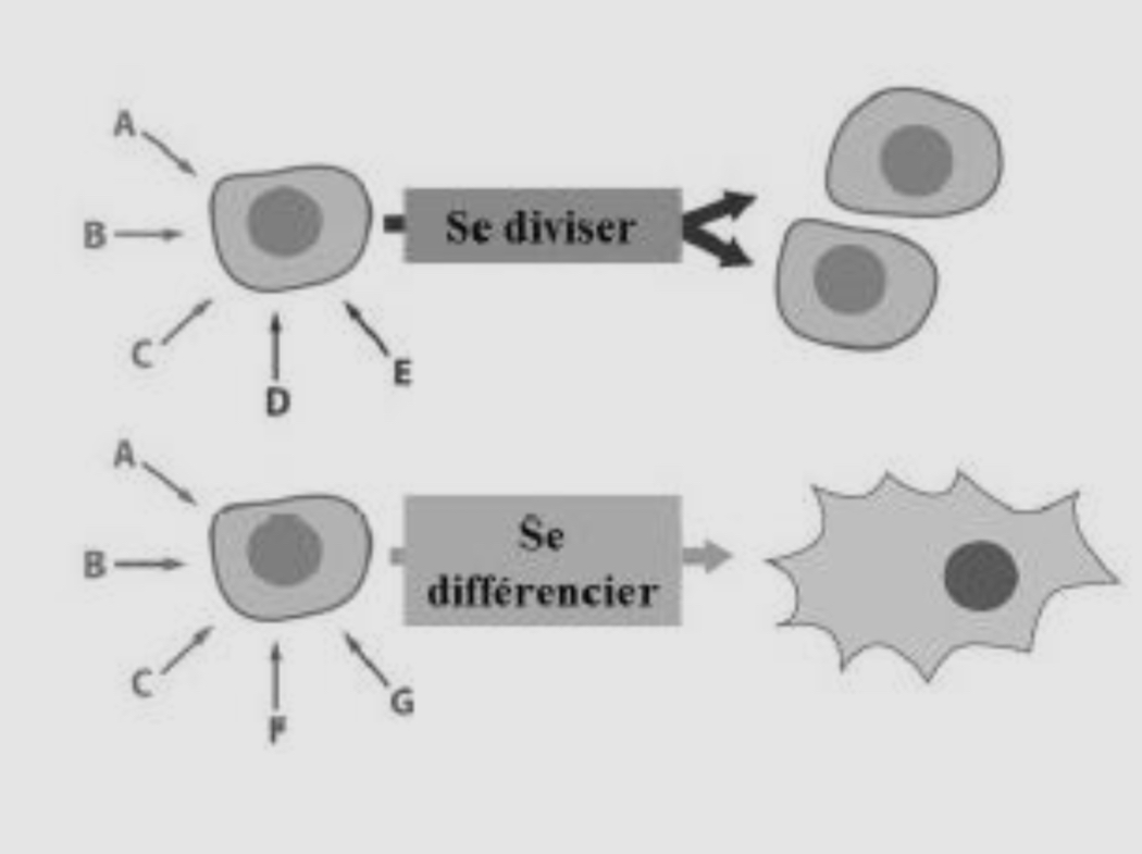 <p>Il s’agit d’une cellule qui n’appartient à aucun type de cellules spécifiques ← va se diviser ou entrer dans un processus de différenciation en fonction des signaux qu’elles reçoivent </p>