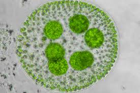 <p>Multicellularity </p>