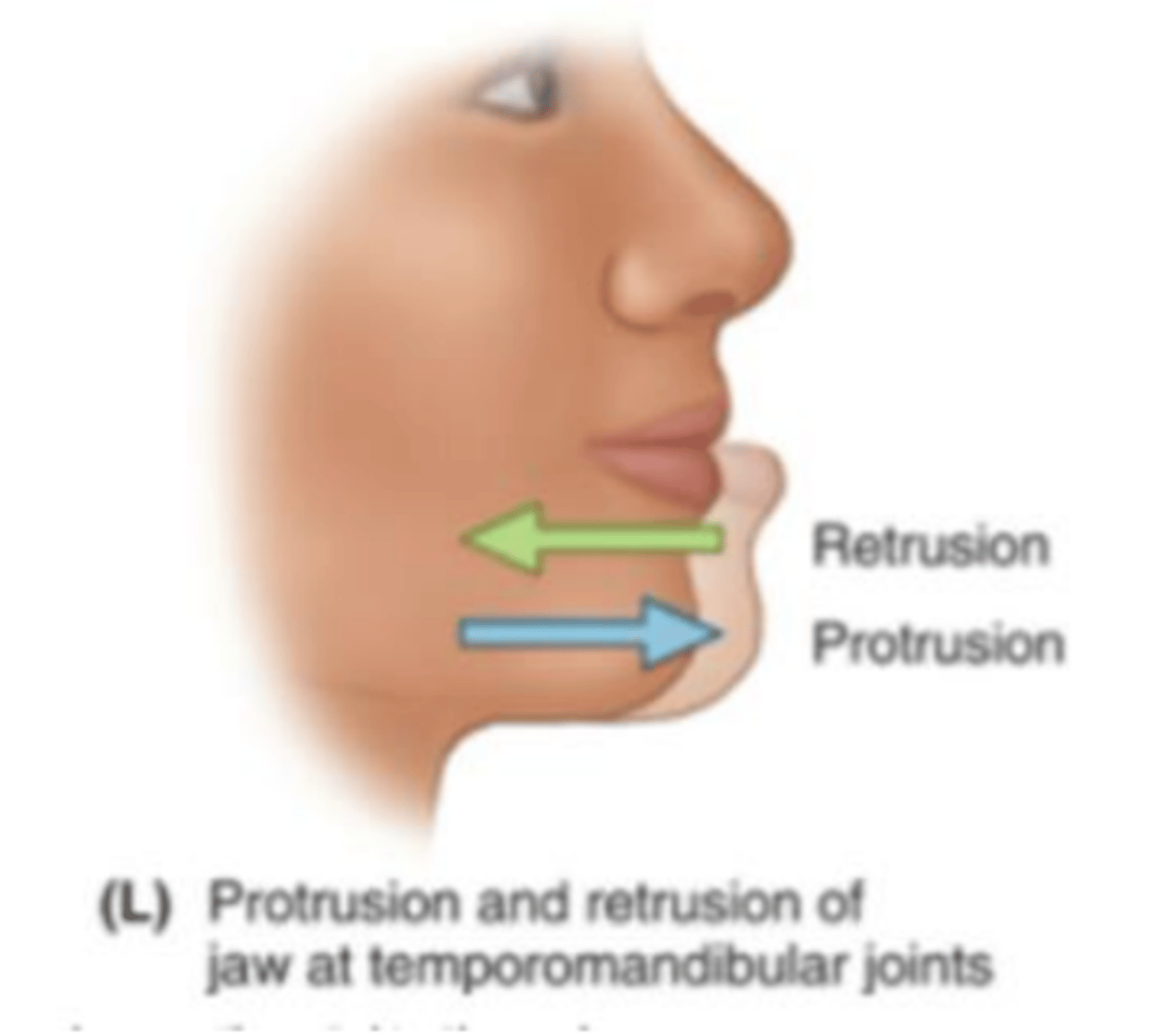 <p>movement of the jaw backwards at the temporomandibular joints.</p>