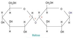 <p>By the condensation of two glucose molecules</p>