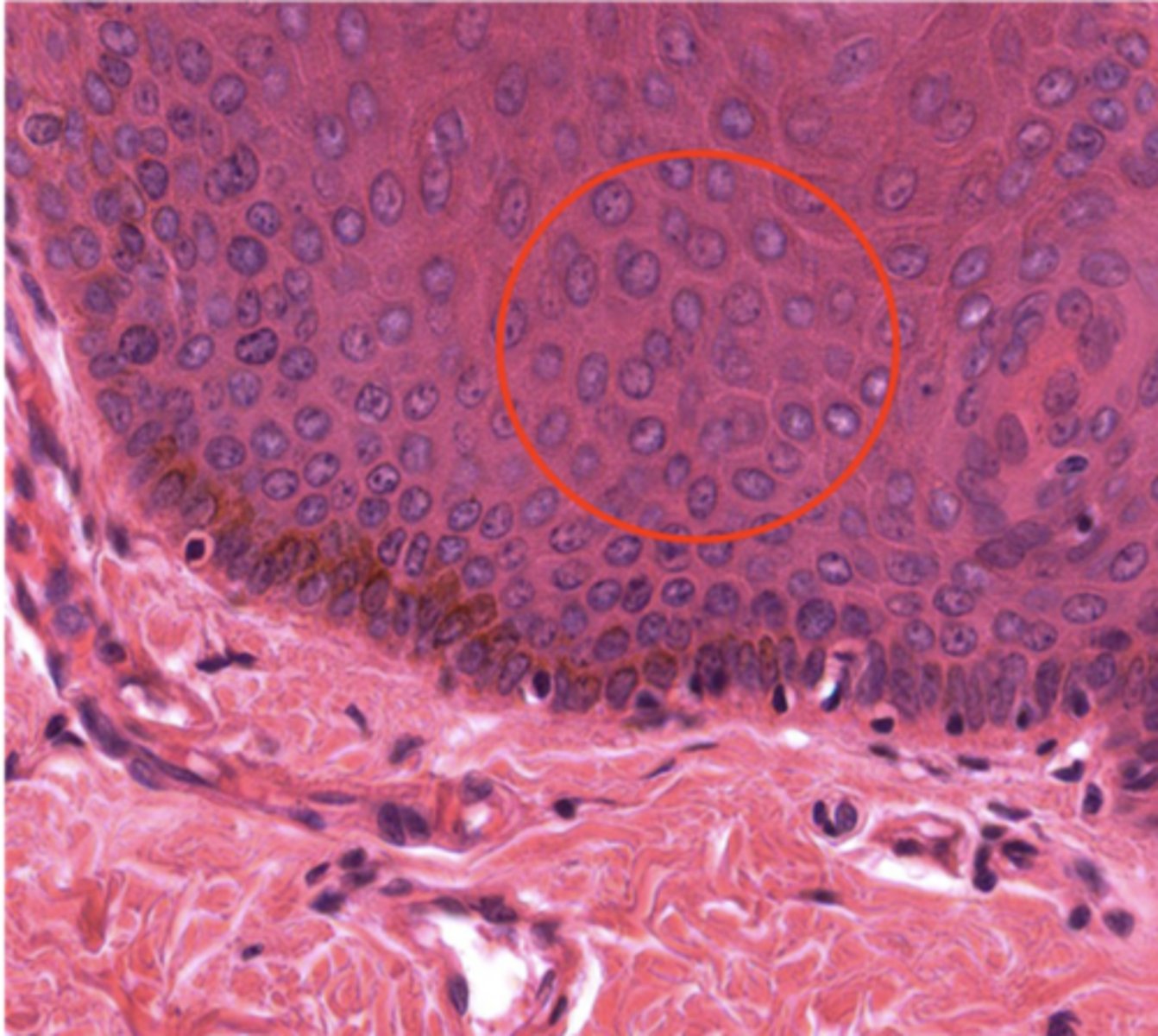 <p>Identify the cell</p>