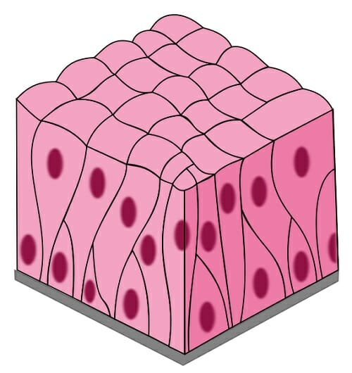 <p>Sperm-carrying ducts and ducts of large glands.</p>
