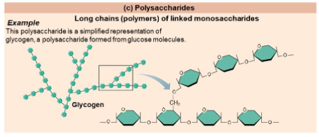 <p>Important polysaccharides</p><p>• Starch: carbohydrate storage form used by plants</p><p>• Glycogen: carbohydrate storage form used by animals</p><p>• Cellulose: fiber</p>