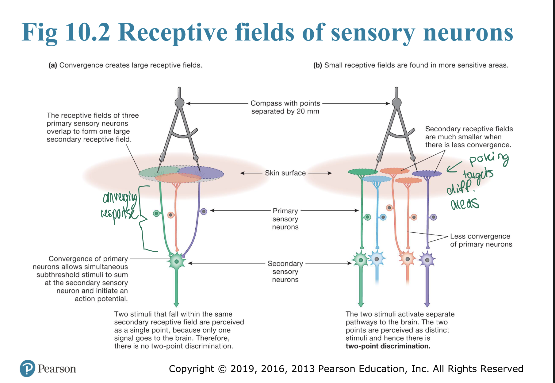 <ul><li><p><span><strong>Receptive Field</strong>: The physical boundary area where a stimulus can prompt a specific neuron to fire  they may overlap, abd neighboring fiels may converge— <em>Analogy: The specific square footage monitored by a single security camera.</em></span></p></li><li><p><span><strong>Convergence</strong>: Multiple primary neurons grouping onto one secondary neuron, trading away point-accuracy for high sensitivity — <em>Analogy: Three local streams flowing into one single large river.</em></span></p></li><li><p><span><strong>Two-Point Discrimination Test</strong>: A mechanical skin assessment mapping receptive field density and tactile acuity — <em>Example: Feeling two paperclip points easily on your sensitive fingertip, but only feeling one point on your upper back.</em></span></p></li></ul><p>– Sensitive areas have smaller receptive fields</p><p>– Less sensitive areas have larger receptive fields</p>