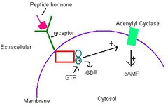<p>- On Plasma membrane</p>