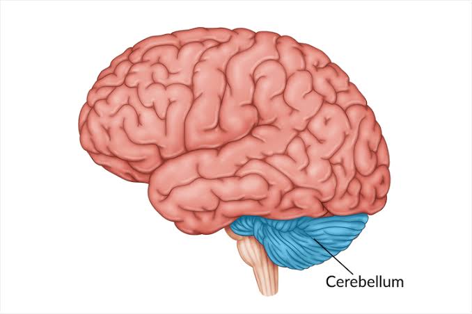 <p>Responsible for <strong>muscle coordinations</strong> (movement).</p>