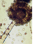 <p>Type of mold</p>