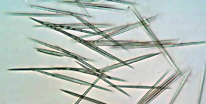 <p>Shaped like hypodermic needles, they break off when disturbed and can inject painful toxins</p>