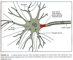 <p>- The cone-shaped area on the cell body from which the axon originates</p>