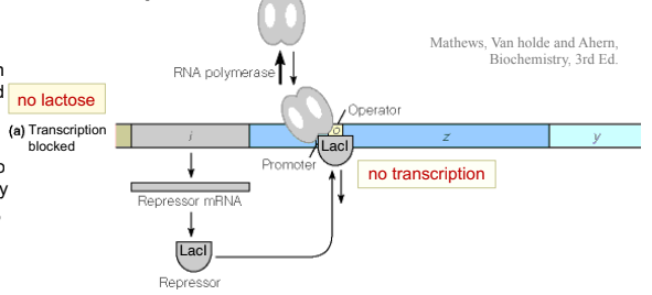 <ul><li><p>The <em>lac</em> operon is in a <strong>repressed state</strong></p></li><li><p><strong>LacI repressor</strong> is bound to the <strong>operator</strong></p></li><li><p>RNA polymerase is <strong>blocked</strong> from transcribing the structural genes</p></li><li><p>Result: <strong>no transcription</strong></p></li></ul><p></p>
