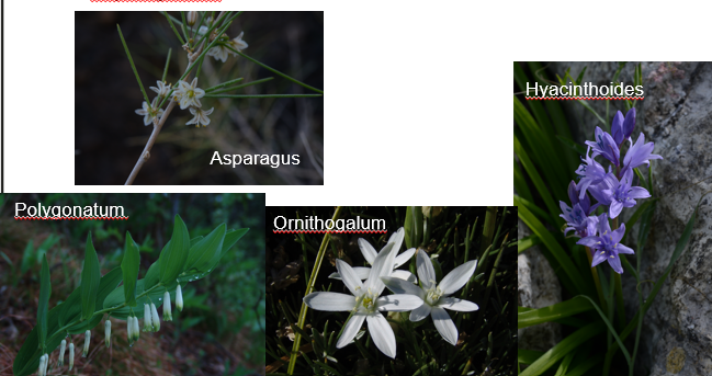 <p>Geef de familie.</p>