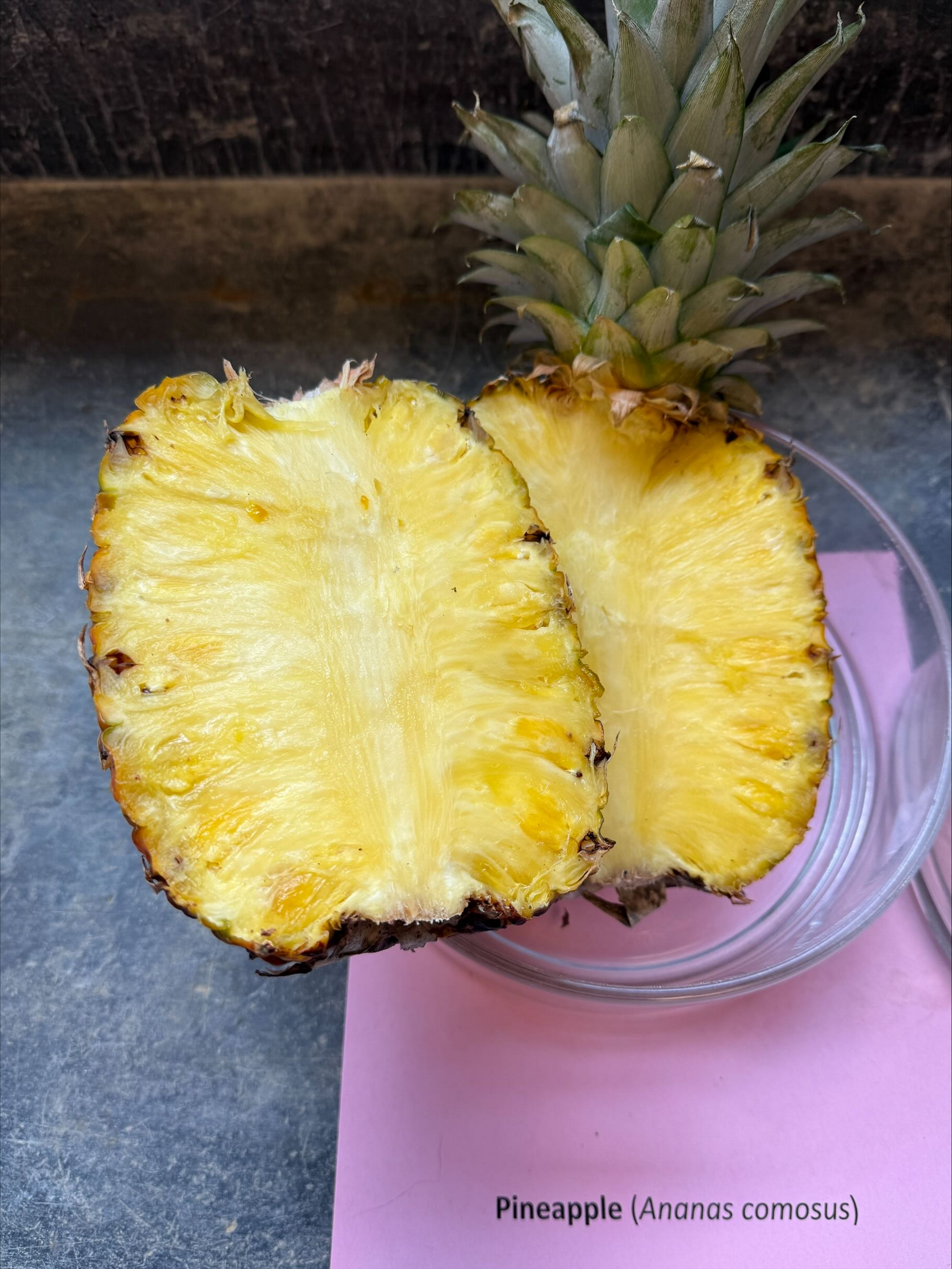 <p>What is this, and what are the fruit characteristics? <br>1. Fleshiness<br>2. Dehiscence<br>3. Complexity<br>4. Accessory fruit<br>5. Specific fruit</p>