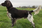 <p>welk type hond is dit</p>