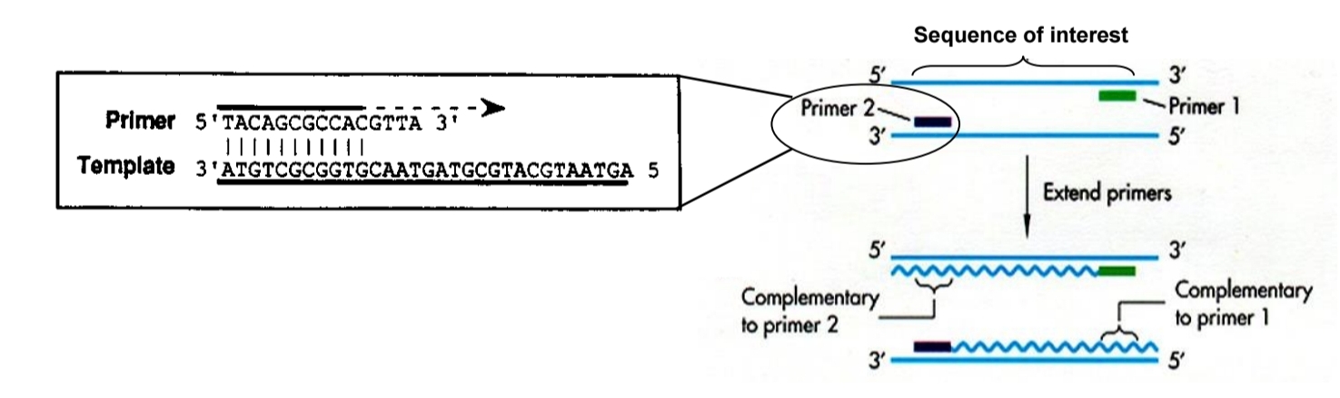 <ul><li><p>DNA template</p><ul><li><p>The <strong>double-stranded DNA</strong> sample contains the nucleotide sequence of interest</p></li><li><p>The sample could be from any source</p></li><li><p>It may also be <strong>complementary DNA (cDNA</strong>) that was <strong>reverse transcribed</strong> from an <strong>RNA sample</strong></p></li></ul></li></ul><p></p><ul><li><p>PCR primers</p><ul><li><p><strong><u>Two sets</u></strong> of <strong><u>short</u></strong>, <strong><u>single-stranded</u> DNA primers</strong></p><ul><li><p>These DNA primers are a specific type of <strong><u>oligonucleotides</u></strong> of about <strong>20 bases</strong> in length, which are chemically synthesised</p></li><li><p>Primers must be specific to the sequence of interest</p></li></ul></li><li><p>The primer sequences <strong>flank the sequence of interest </strong>(on the DNA template) and are<strong> complementary</strong> to the <strong>3’ end of both template</strong> strands</p><ul><li><p>Flank → Lie immediately adjacent to a target gene of interest</p></li><li><p>Complementary to 3’ end → Primers are near to both the 3’ ends</p></li></ul><p class="has-focus"></p></li></ul></li><li><p class="has-focus">Free deoxyribonucleoside triphosphates / dNTPs (dATP, dTTP, dCTP, dGTP)</p><ul><li><p>These free deoxyribonucleotides must be <strong>present in excess </strong>as raw materials for the synthesis of new DNA strands.</p></li></ul></li></ul><p class="has-focus"></p><ul><li><p>Thermostable DNA polymerase</p><ul><li><p>The thermostable DNA polymerase is obtained by being isolated from a thermophilic (heat loving) bacterium</p><ul><li><p class="has-focus">These bacteria contain thermostable DNA polymerase</p></li><li><p class="has-focus">Eg: Taq polymerase is isolated from Thermus aquaticus.</p></li><li><p class="has-focus">The enzyme is stable at high temperatures (thermostable) and is not denatured by <strong>repeated heat treatments in the PCR cycle</strong></p></li></ul></li></ul></li></ul><p class="has-focus"></p><ul><li><p>PCR reaction buffer</p><ul><li><p>Among other ingredients like buffering salts and detergent, this buffer contains MgCl<sub>2</sub> (Mg<sup>2+</sup> ions) that function as the cofactors required for DNA polymerase activity (activate them)</p></li></ul></li></ul><p></p>