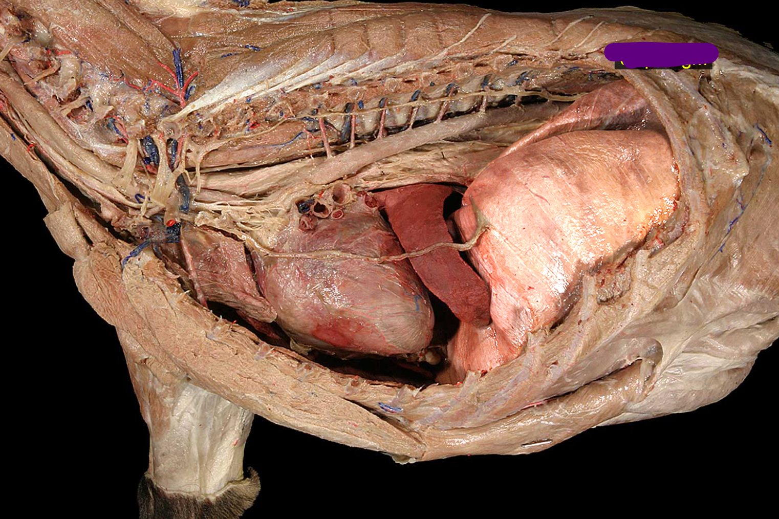 <p>name the structure </p>