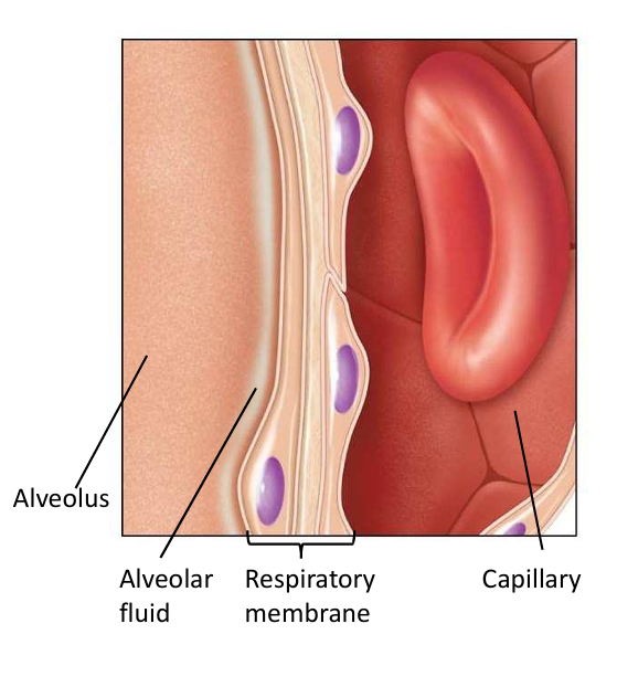 O2 diffuses from alveolus to capillary, driven by higher alveolar PO2, continues until equilibrium