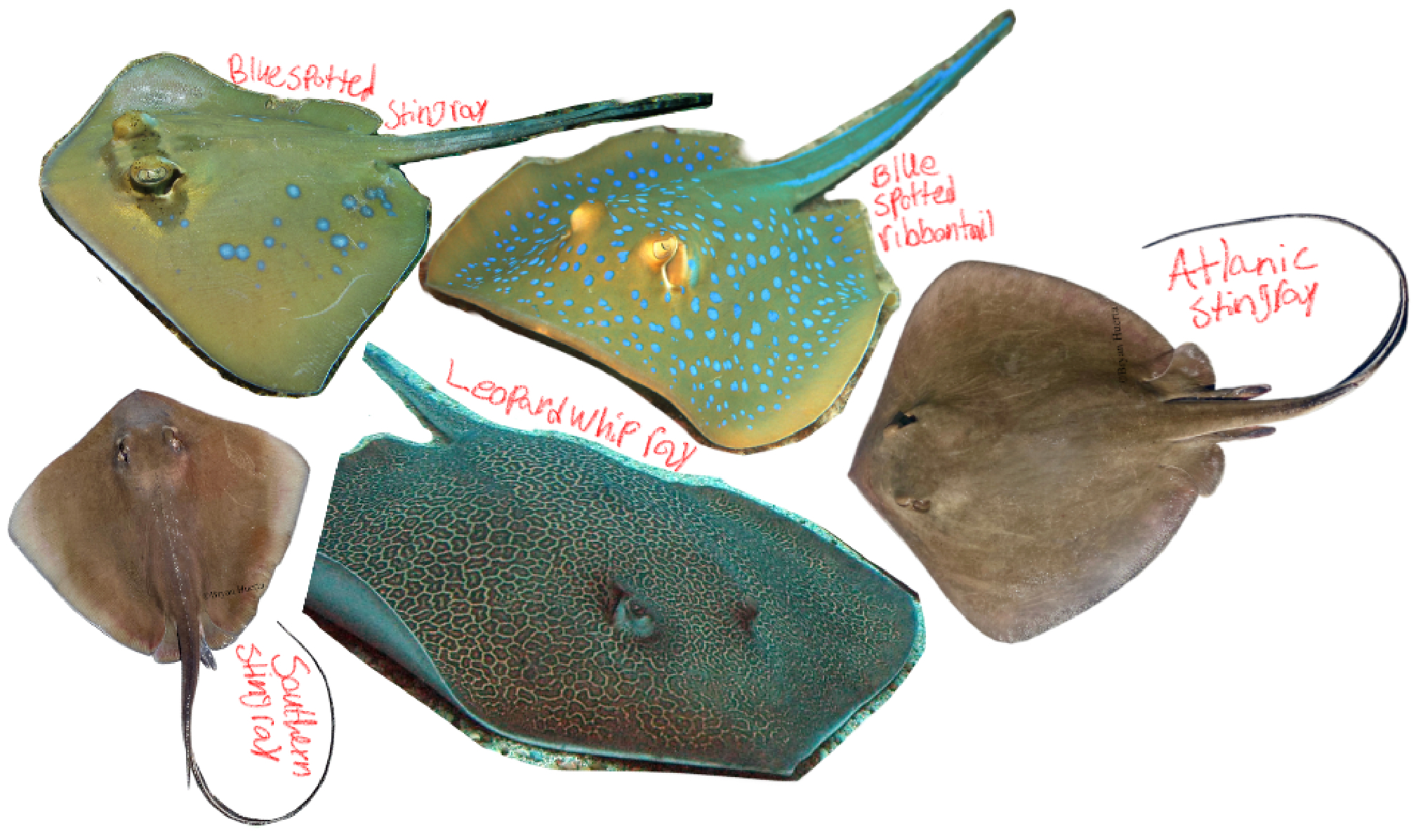 <p>Whiptail Rays</p><p>(Dasyatis: “Rough” or “Dense”)</p><p>Includes: Southern stingray, Atlantic stingray, Leopard whipray, Bluespotted stingray, Blue spotted ribbontail</p><p>*Found in west wing, except for southern stingray in GOT</p>