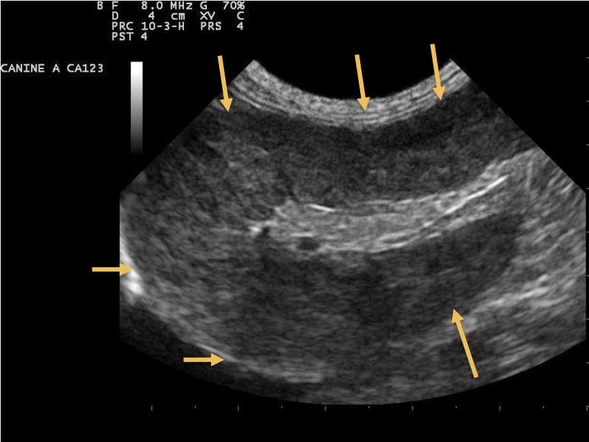 <p>This is a long scan of the spleen of a 13-year-old FS Siamese cat presenting with</p><p class="p1">a history of abdominal distesion and anorexia. What are the ultrasonographic</p><p class="p1">findings?</p>