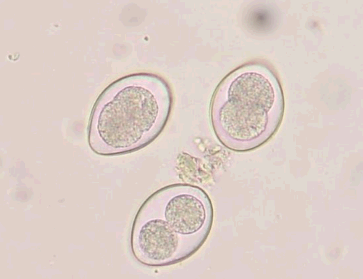 <p>Coccidia in Cats - Cystoisospora </p>