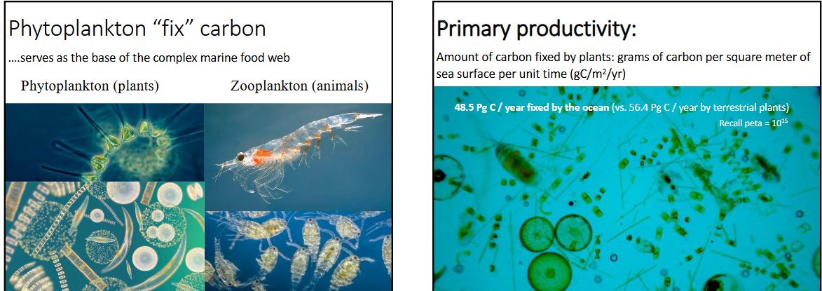 <p>-phytoplankton (plants) “fix” carbon (inorganic CO<sub>2</sub> → organic carbon chains (sugars/glucose) which creates source of metabolic energy to build the base of the food chain in the complex marine food web</p><p>-primary productivity: amount of carbon fixed by plants: grams of carbon per square meter of sea surface per unit time (gC/m<sup>2</sup>/year)</p><p>-48.5 Pg C / year fixed by the ocean (56.4 Pg C / year is fixed by terrestrial plants), so nearly equal</p>