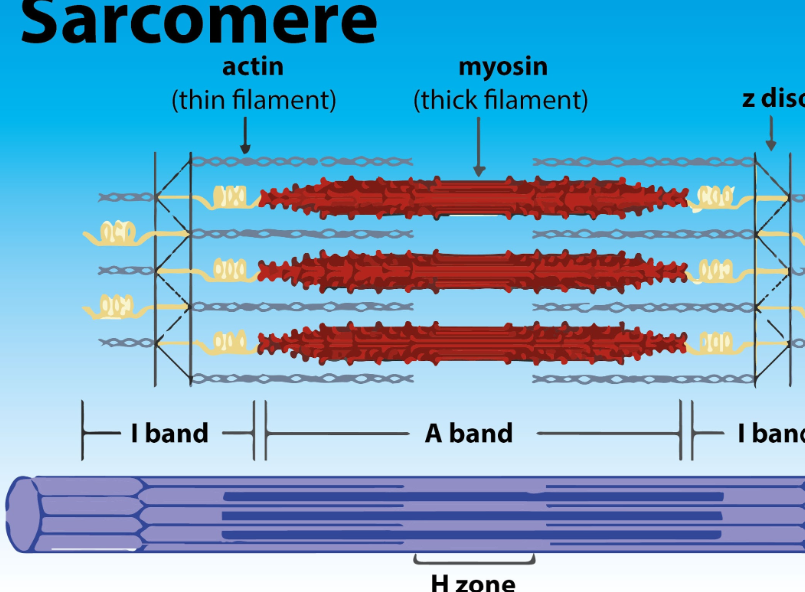 <p>→ A sarcomere is a repeating segment of a myofibril and extends from Z line to Z line. Containing:</p><ul><li><p><strong>A band</strong> = myosin (thick)</p></li><li><p><strong>I band</strong> = actin (thin) </p></li><li><p><strong>H zone</strong> = myosin only </p></li><li><p><strong>M line</strong> = center of sarcomere </p></li></ul><p></p>