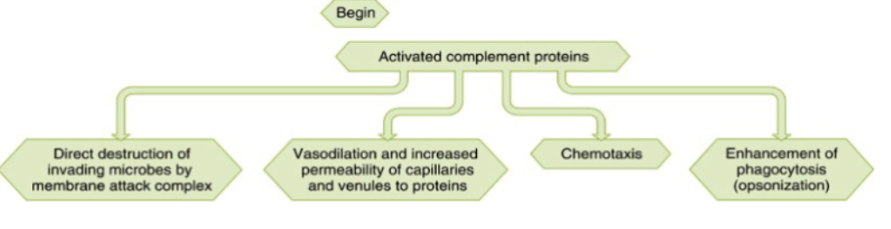 <p><span style="background-color: transparent;">A group of approx 20 plasma proteins circulating in inactive form</span></p><p><span style="background-color: transparent;">When activated, they enhance inflammation and pathogen destruction</span></p><p><span style="background-color: transparent;"><u>The major effects of this system are:</u></span></p><ul><li><p><span style="background-color: transparent;">Direct destruction of microbes via membrane attack complex (MAC)</span></p></li><li><p><span style="background-color: transparent;">Basodilation &amp; increased permeability</span></p></li><li><p><span style="background-color: transparent;">Chemotaxis which attracts immune cells&nbsp;</span></p></li><li><p><span style="background-color: transparent;">Oopsonization (coating pathogens to enhance phagocytosis)</span></p></li></ul><p></p>