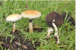 <p>botanical origin of this plant</p>