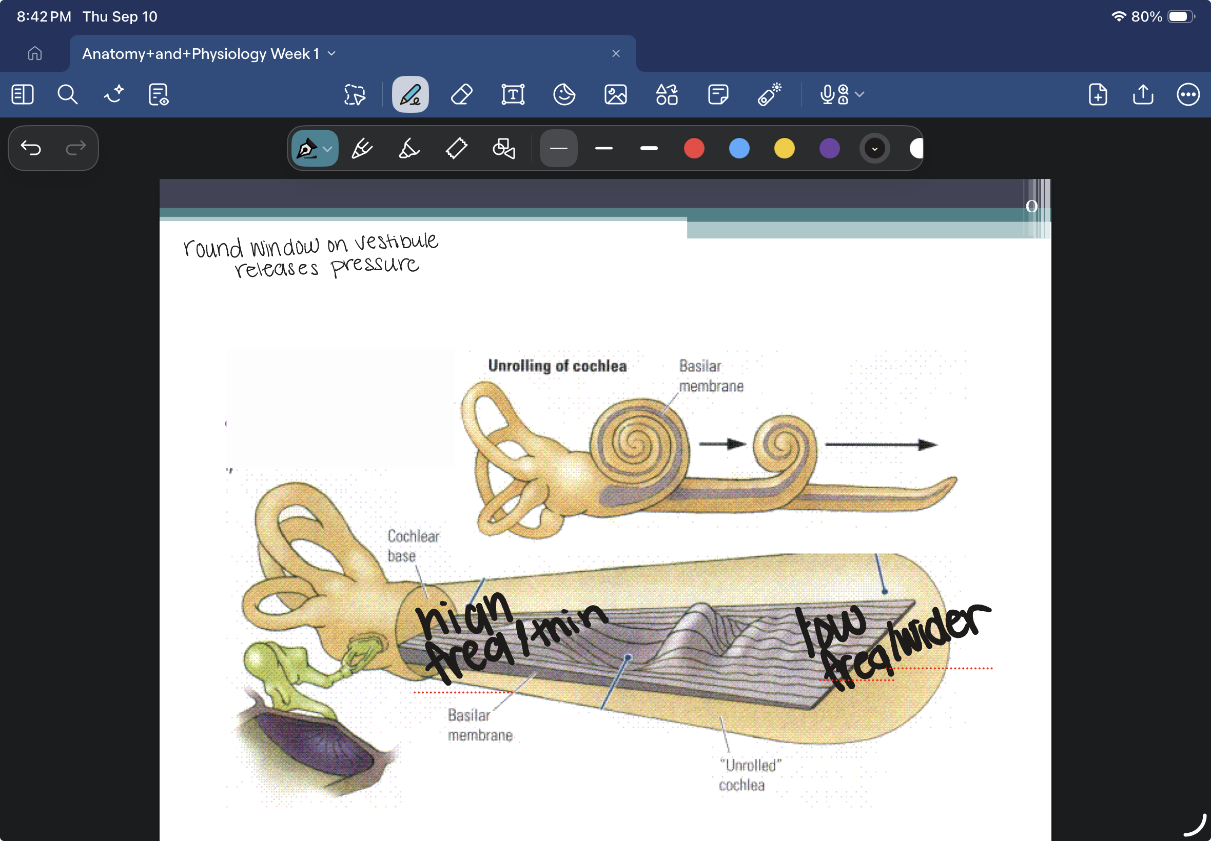 <p>2 ¾ turns</p><p>Basilar membrane is inside the cochlea</p><p>narrow base with high frequencies</p><p>wide apex with low frequencies</p>