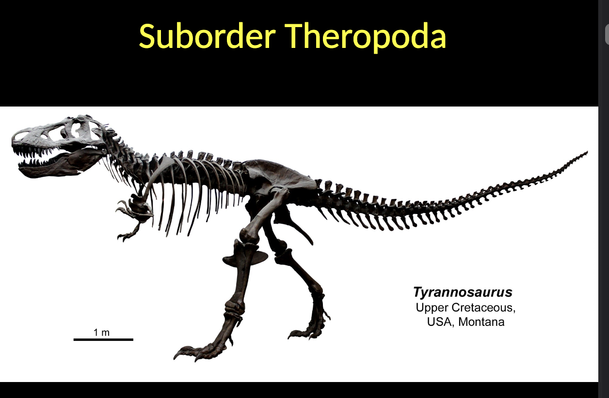 <p>Theropoda - Tyrannosaurus </p><ul><li><p>Upper CRETACEOUS </p></li><li><p>USA (montana)</p></li></ul><p></p>