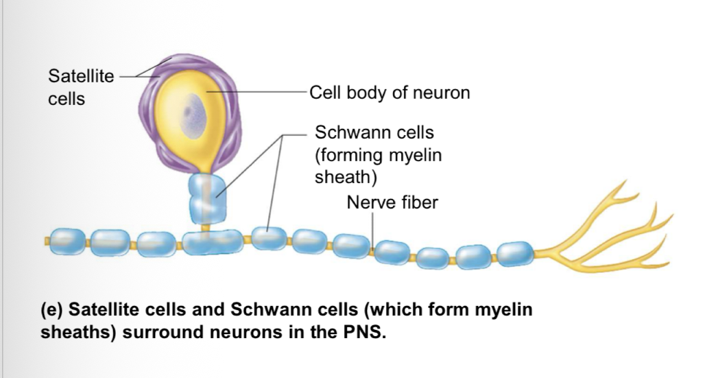 <p>satellite cells and schwann cells</p>