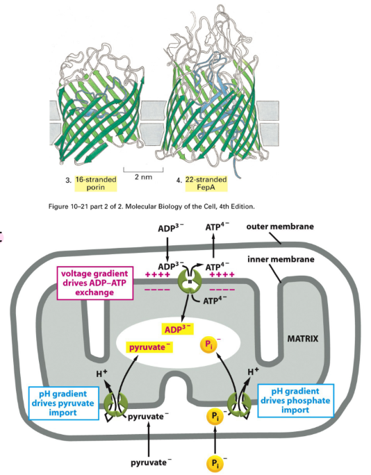 <ul><li><p><strong>Beta-barrel channels</strong> = type of pore-forming protein structure found in outer membranes of bacteria, mitochondria, &amp; chloroplasts = barrel made of twisted beta-sheets</p><ul><li><p><strong>Porins</strong> = specialized, barrel-shaped transmembrane proteins → form water-filled channels in outer membranes of bacteria, mitochondria, &amp; chloroplasts</p><ul><li><p>Allows small molecules + ions to move b/w intermembrane space &amp; cytoplasm (through outer membrane)</p></li></ul></li></ul></li><li><p><strong>Transporters</strong> = specialized proteins (selective channels/carriers) located in cell membranes → selective</p><ul><li><p>Located in inner membrane</p></li><li><p>Selectively moves small molecules <u>across inner membrane</u> in/out of matrix</p><ul><li><p>Examples: </p><ul><li><p><strong>ADP/ATP exchanger</strong> = protein in inner mitochondrial membrane → ADP into mitochondria, ATP out mitochondria </p></li><li><p><strong>Pyruvate/H<sup>+</sup> cotransporter</strong> = protein complex in inner mitochondrial membrane </p><ul><li><p>Pyruvate import to matrix</p></li><li><p>Final product of glycolysis → mitochondria for Citric Acid Cycle </p></li></ul></li><li><p><strong>Phosphate/H<sup>+</sup> cotransporter</strong> (PiC) = protein in inner mitochondrial membrane  </p><ul><li><p>Phosphate (P<sub>i</sub>) import</p><ul><li><p>P<sub>i</sub> → ATP synthase → ATP synthesis </p></li></ul></li></ul></li></ul></li></ul></li></ul></li></ul><p></p>