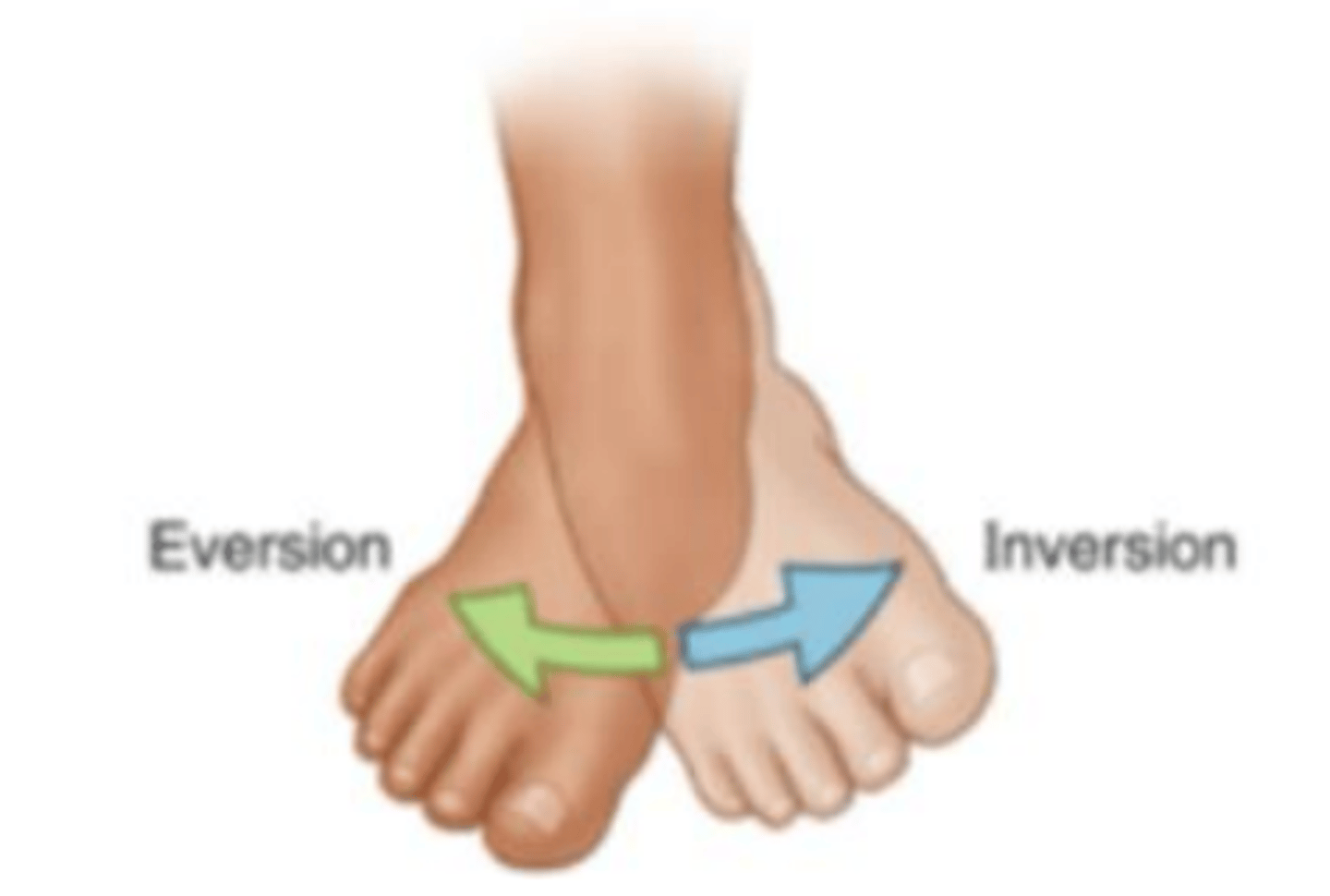 <p>turning the sole of the foot outward.</p>