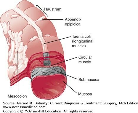<p>Taenia coli is what tissue type</p>