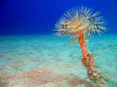 <p>- The biggest tube worm in the Mediterranean,</p><p>up to 40cm.</p><p>- Has an easily identifiable double tiger-like spiral</p><p>crown.</p><p>- The tube of the worm is semi-hardened mucus, which is secreted by the worm as it grows. </p><p>- It is often covered by many small organisms and becomes wrinkled towards the base</p>