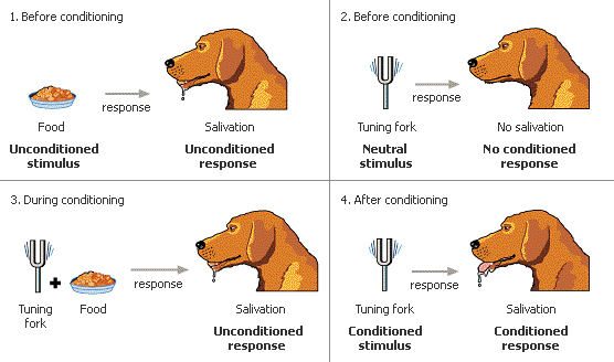 <ul><li><p>Asks “what phenomena can we observe?”</p></li><li><p>Believed that behavior should only be studied through directly observable actions, arguing that an external trigger (stimulus) instantly causes a reaction (behavior) without any need to study the mind as a separate step in between.</p></li><li><p>Classic Behaviorist rejected “thinking” and “the unconscious mind”<span>with John B. Watson arguing that thoughts are just <strong>tiny physical movements in the tongue and vocal cords</strong>, while B.F. Skinner viewed mental ideas as simple <strong>internal copies of external stimuli</strong>.</span></p></li><li><p>This approach became hugely popular for a time because it grounded psychology in hard, measurable science and explained human actions much more effectively than previous schools of thought</p></li><li><p>Now modern behaviorist aren’t as strict and now study internal thoughts and emotions </p></li></ul><p></p>