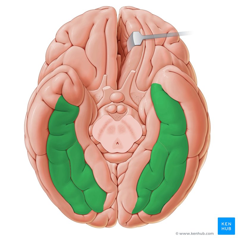 <p>Gebied in de ventrale stroom dat gespecialiseerd wordt in herkenning van visuele patronen; bevat de visual word form area en speelt een rol in snelle woordherkenning.</p>