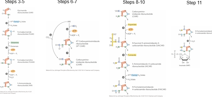 <p>PRPP already contains a ribose sugar with an attached phosphate group, and the purine base is <strong>built directly onto the ribose</strong>, atom by atom.</p><p></p><p>What does this mean in regards to <strong>the two-ring structure of purines ( the fused imidazole-pyrimidine ring)</strong></p>
