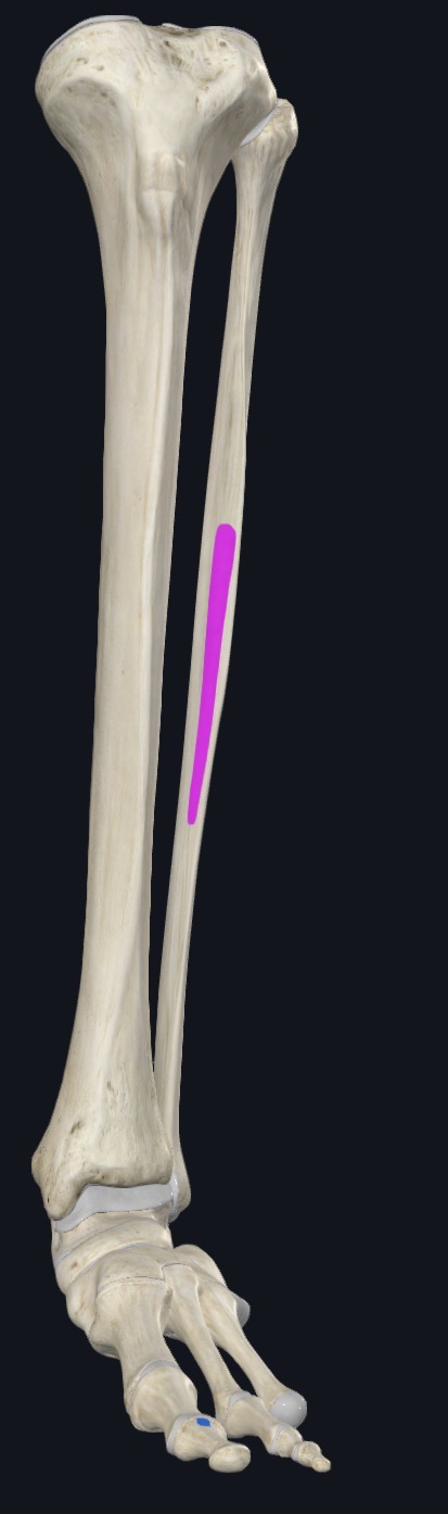 <p>Middle part of anterior surface of fibula &amp; interosseous membrane</p>