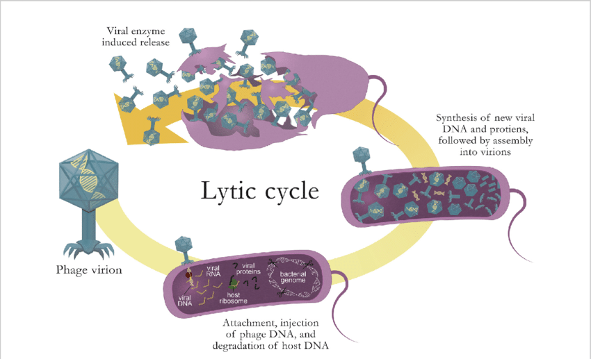 <p>Lytic infection cycle of virulent phages </p><ol><li><p>A phage virion attaches and injects its phage DNA into a host cell; degrades host DNA </p></li><li><p>New viral DNA and proteins are synthesized followed by assembly into virions </p></li><li><p>Viral enzymes (lysozymes) induce the release of progeny phages</p></li></ol><p></p>