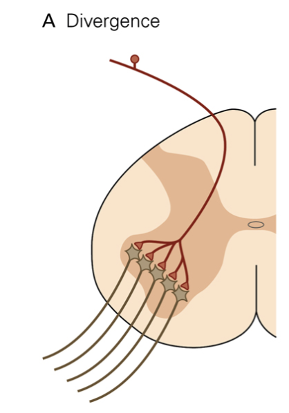 <p>touch a hot surface → pain & thermal sensory signals enter the spinal cord & diverge across multiple neural pathways → rather than causing a single muscle twitch, that single stimulus activates multiple muscle groups at once (flexing your elbow to pull away, engaging shoulder muscles, & adjusting posture to lean back)</p>