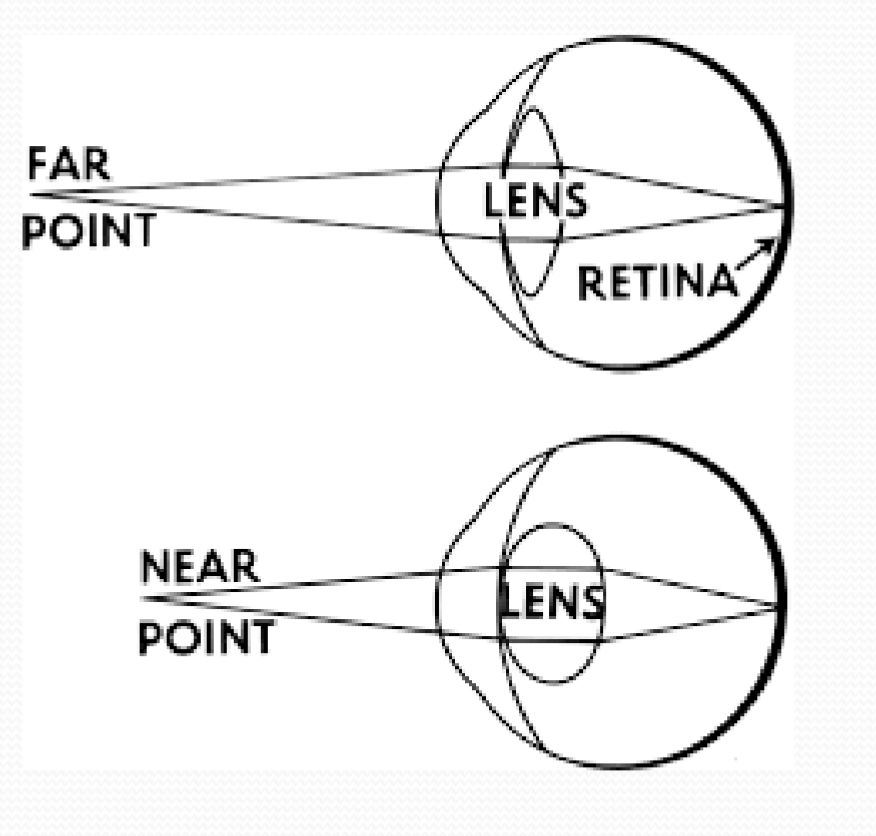<p>the changing of the width of the lens in your eye, based on the distance of the focal point</p>