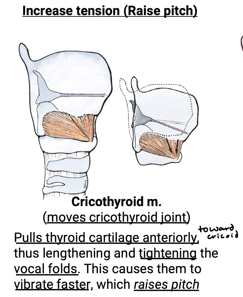 <p>Cricothyroid m.</p>