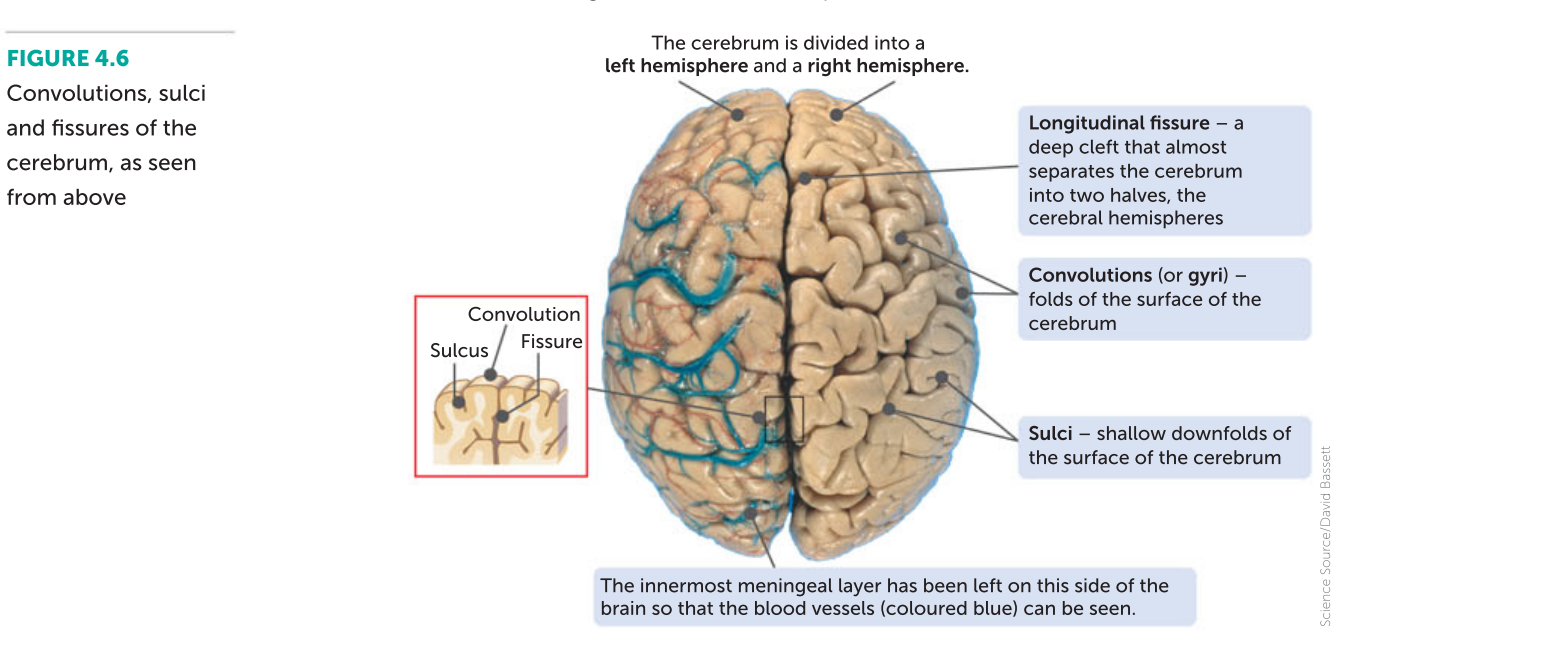 <p>increases its surface area and there fore the cereubrm corttex ontains 70 ercent of all the neurons in the CNS. the convolutions are separated by either shallow downfolds called sulci or deep downfolds called fissures</p><p></p><p>longitudinal fissure serpates teh cerebrum into 2 halves teh left and right cerebral hemispheres. Joining the two hemispheres at the base of the longitudinal fissure is a large bundle of transverse fibres known as the corpus callosum</p>