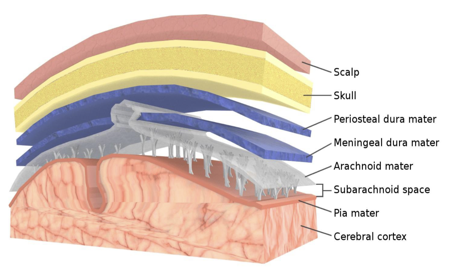 <p>Arachnoid and What helps hold arachnoid to dura?</p>