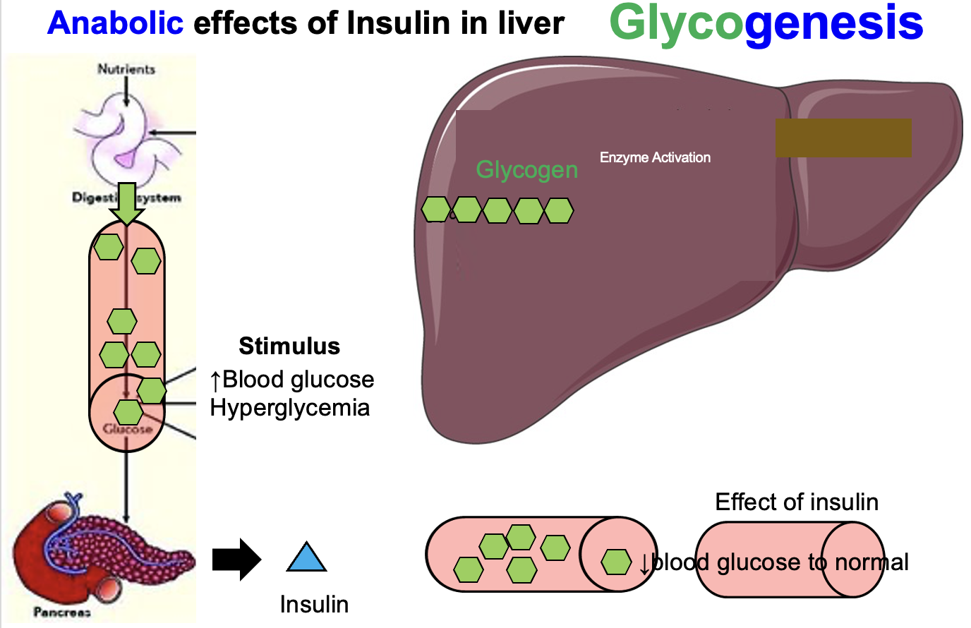 <p>After a meal, <strong>glucose absorbed from the small intestine (jejunum and ileum)</strong> enters the bloodstream and causes <strong>hyperglycemia (elevated blood glucose)</strong>.</p><p>This increase in blood glucose <strong>stimulates pancreatic β-cells</strong> to secrete <strong>insulin</strong>.</p><p>Insulin acts on <strong>liver cells (hepatocytes)</strong> by stimulating the <strong>facilitated diffusion of glucose into the cells</strong>.</p><p>Inside hepatocytes:<br>• glucose is converted into <strong>glycogen</strong><br>• this process is called <strong>glycogenesis</strong></p><p>Result:<br>Excess glucose is <strong>stored in the liver as glycogen</strong>, which <strong>reduces blood glucose back to normal within about 30–60 minutes after a meal</strong>.</p>