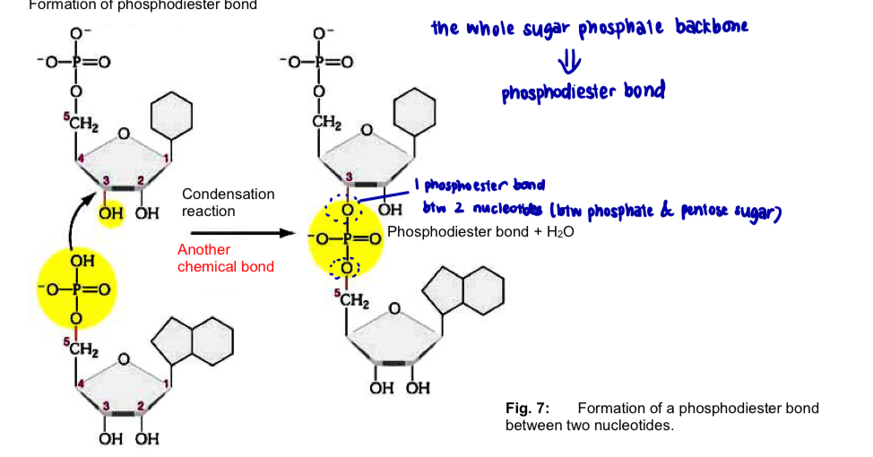 <ul><li><p>two nucleotides join to form a <strong>dinucleotide</strong> by <strong>condensation</strong> btw the <strong>5’-phosphate group </strong>of one nucleotide and the <strong>3’ hydroxyl group</strong> of the other to form a <strong>phosphodiester</strong> bond </p></li></ul><p></p><p>*phosphoester bond btw 2 nucleotides </p><p>VS phosphodiester bond (the whole sugar phosphate backbone) </p><p></p><ul><li><p>condensation rxn btw nucleotides is repeated several million times to form a polynucleotide </p></li><li><p>phosphodiester bonds btw 5’ phosphate and 3’ hydroxyl groups of nucleotides form a <strong>linear, unbranched sugar-phosphate backbone </strong></p></li><li><p>phosphodiester bonds are <strong>strong and covalent bonds</strong></p></li></ul><p>—> confer <strong>strength</strong> and <strong>stability</strong> on the polynucleotide chain -<strong> prevents breakage</strong> of the chain during DNA replication </p><p></p>
